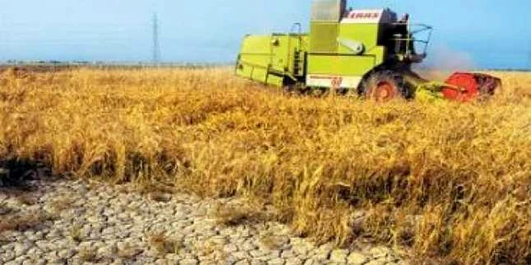 Seceta a făcut ravagii în judeţul Călăraşi