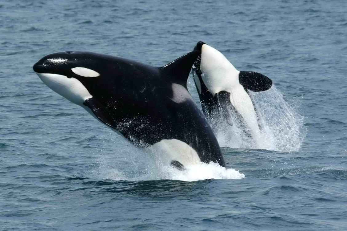 În Noua Zeelandă, orca se confruntă cu un risc ridicat de dispariție, foto arhivă