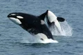 orca foto ro.wikipedia.org