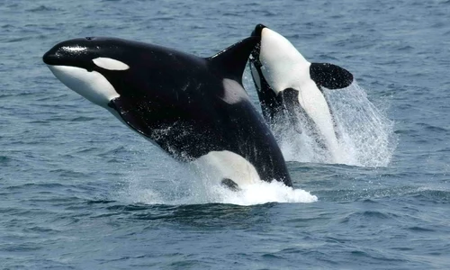 orca foto ro.wikipedia.org