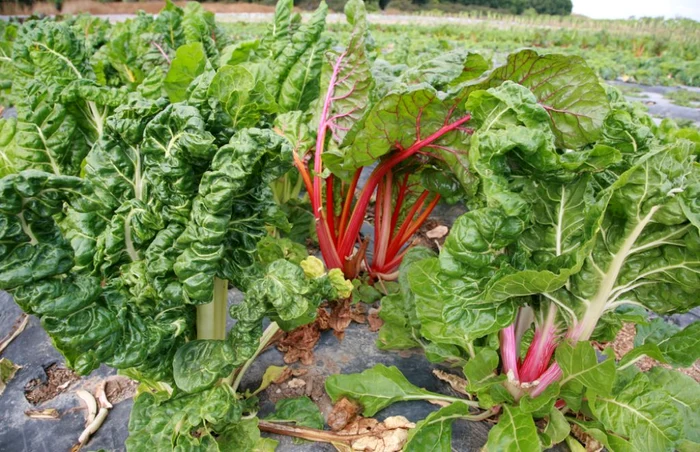 De pe o singură plantă poţi culege între 2,5 şi 3 kg de petiol pe an FOTO Shutterstock