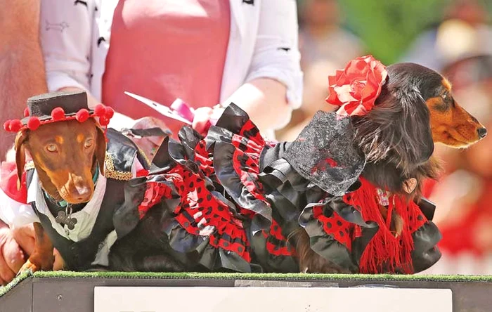 Hola, chica, te fac un dans?