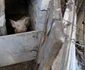 lupi au atacat o gospodarie din Valu lui Traian