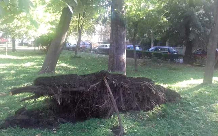 parcul central din cluj dupa furtuna foto stefan borcea