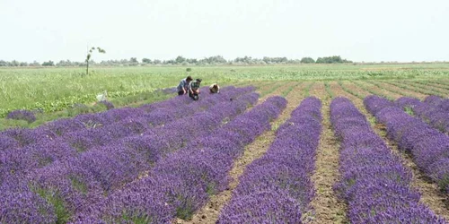 levantica vrancea