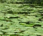 moneasa