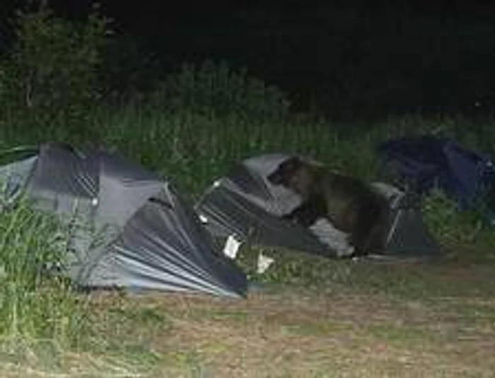 Urșii atacă din ce în ce mai des zonele în care turiștii campează