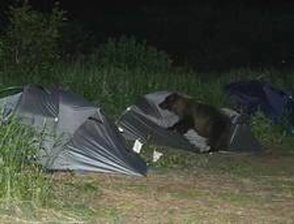 Urșii atacă din ce în ce mai des zonele în care turiștii campează