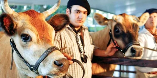 Laptele provenit de la vacile modificate genetic ar putea ajuta la scăderea mortalităţii infantile