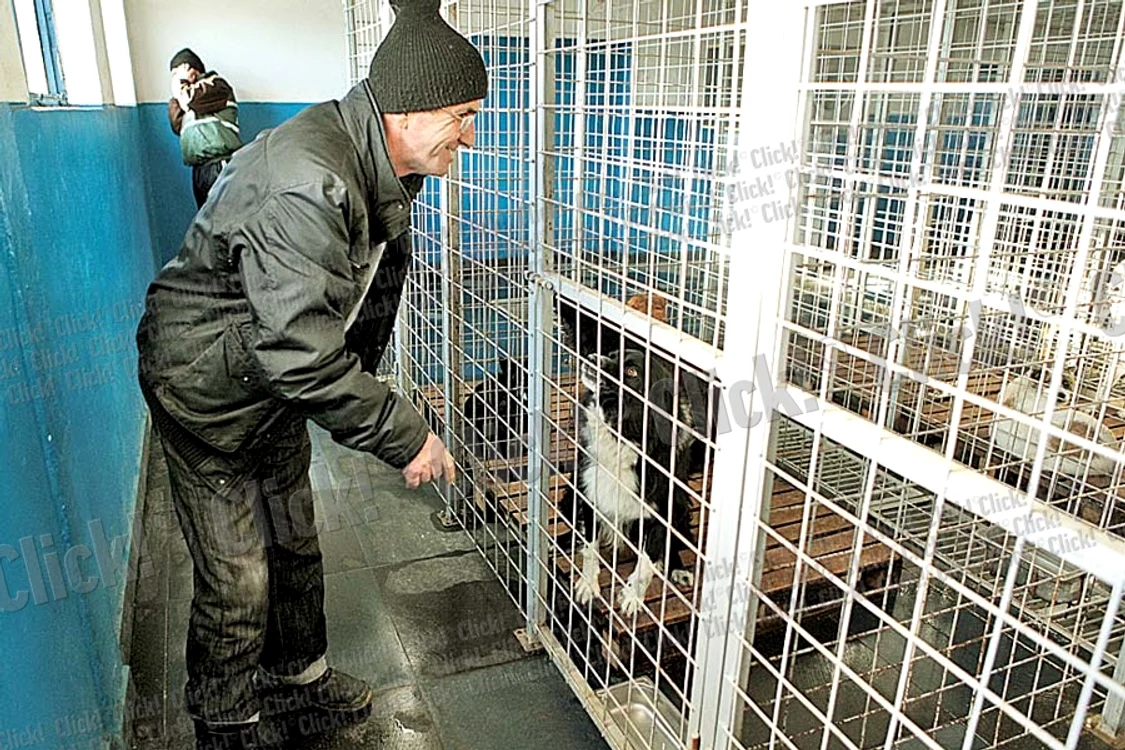 În cuştile de la Mihăileşti aşteaptă “înfierea” 600 de câini (Fotografii: Roberto Sălceanu)