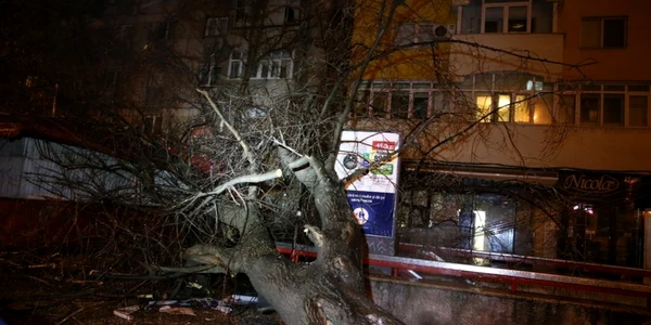 copaci cazuti polei foto isu bif