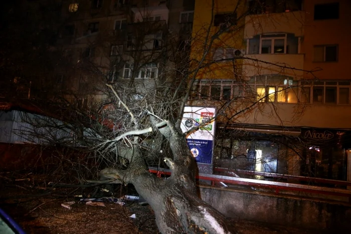 copaci cazuti polei foto isu bif