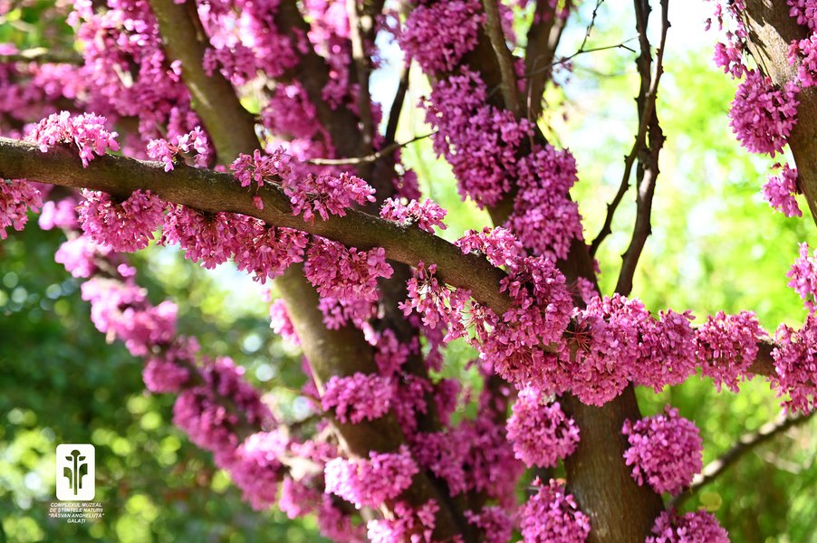 Arborele lui Iuda, copacul de care Iscarioteanul s-ar fi spânzurat după trădarea lui Iisus, a înflorit în Grădina Botanică din Galați