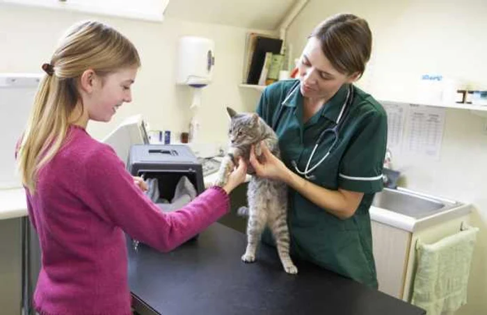 Cu pisica la veterinar