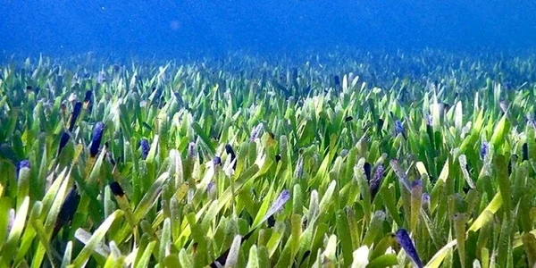 posidonia-australis foto news