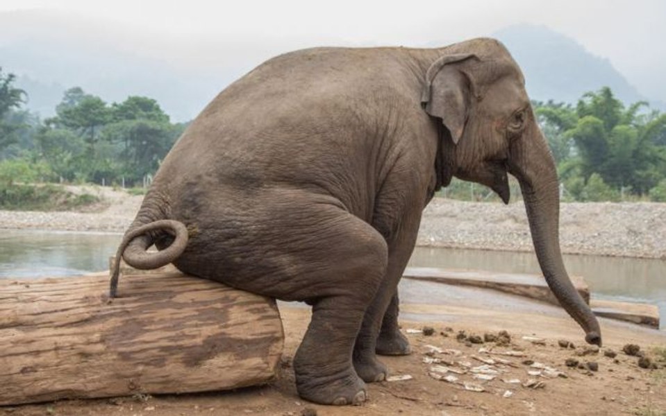 transformarea-excrementelor-de-animale-n-descenden-i-proiectul-care-ar-putea-salva-speciile-pe-cale-de-dispari-ie