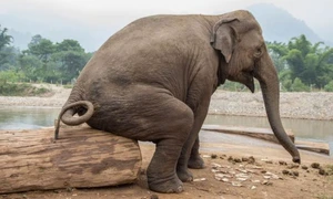 elefant foto shutterstock