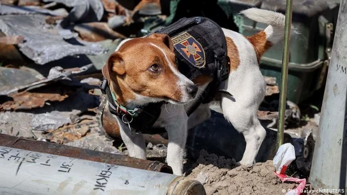 "Patron", un câine care a detectat sute de mine ruseşti la Cernihiv şi în alte zone ale Ucrainei