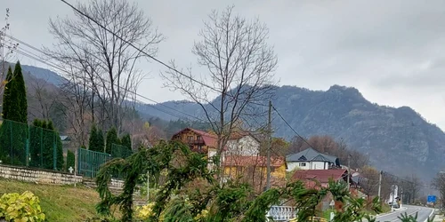 Brad căzut pe carosabilul DN7 în faţa Mănăstirii Cozia din Călimăneşti - Vâlcea Foto Adevărul