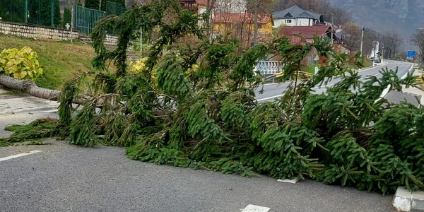 Brad căzut pe carosabilul DN7 în faţa Mănăstirii Cozia din Călimăneşti - Vâlcea Foto Adevărul