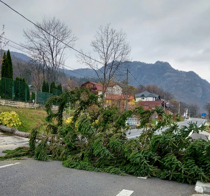Brad căzut pe carosabilul DN7 în faţa Mănăstirii Cozia din Călimăneşti - Vâlcea Foto Adevărul