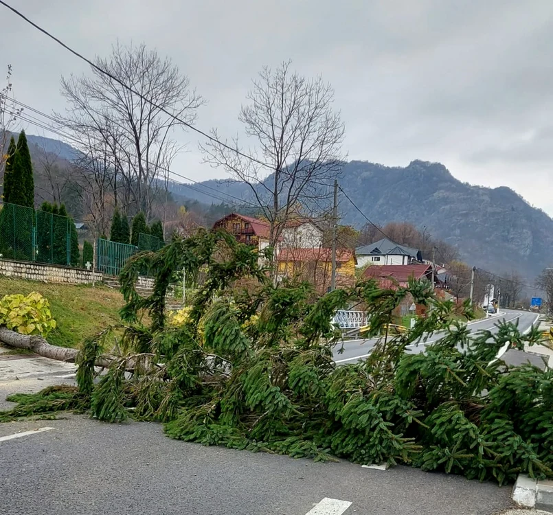 Brad căzut pe carosabilul DN7 în faţa Mănăstirii Cozia din Călimăneşti - Vâlcea Foto Adevărul
