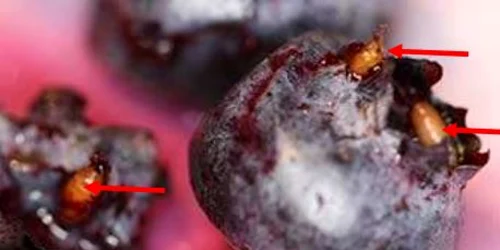 Drosophila suzukii la afine Sursa Foto