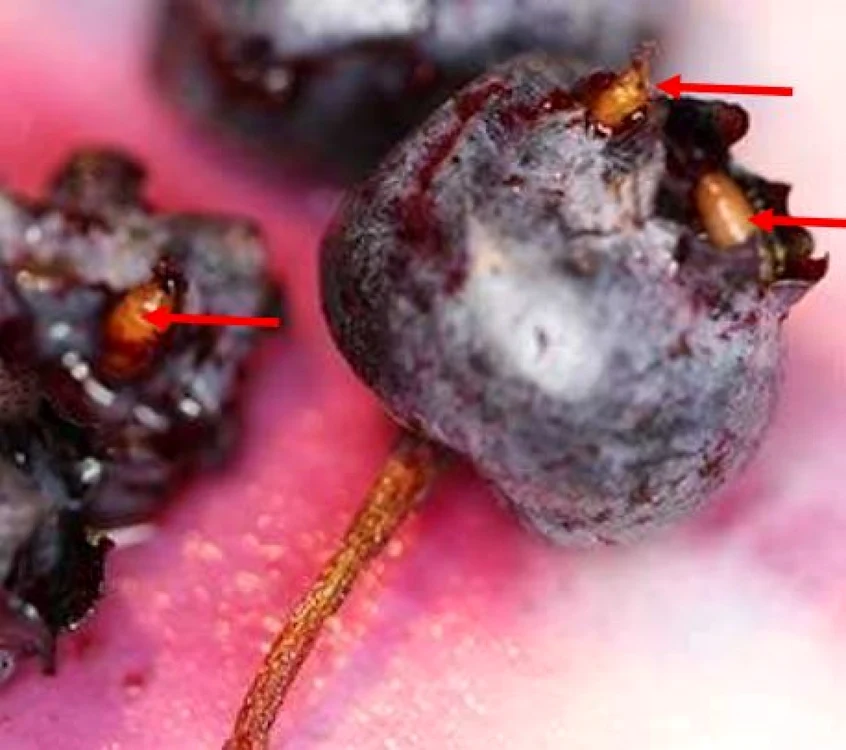 Drosophila suzukii la afine Sursa Foto: (T. Hueppelsheuser, British Columbia Ministry of Agriculture and Lands