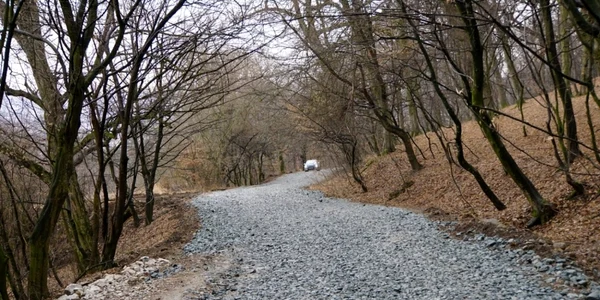 cluj padure bantuita. foto sos