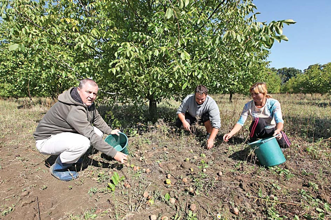 Urmează apoi adunatul  nucilor căzute și strângerea  acestora în căldări