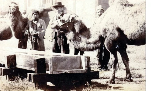 Conferința „Cămilele din România: o istorie a unui animal considerat exotic”, la Muzeul George Severeanu
