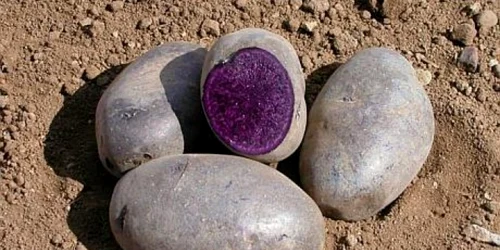 Afacere cu cartofi mov FOTO voceatransilvaniei.ro