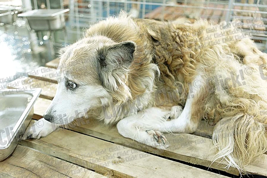 La adăpostul din Mihăileşti, circa 700 de câini aşteaptă să fie adoptaţi (FOTOGRAFII: ROBERTO SĂLCEANU)