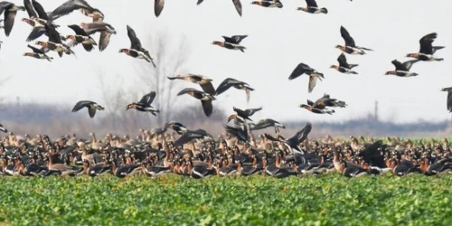 calarasi gasca cu gat rosu ierneaza in romania foto SOR