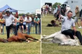 cai maltratati la un targ din satu mare foto kola kariola png