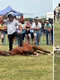 cai maltratati la un targ din satu mare foto kola kariola png