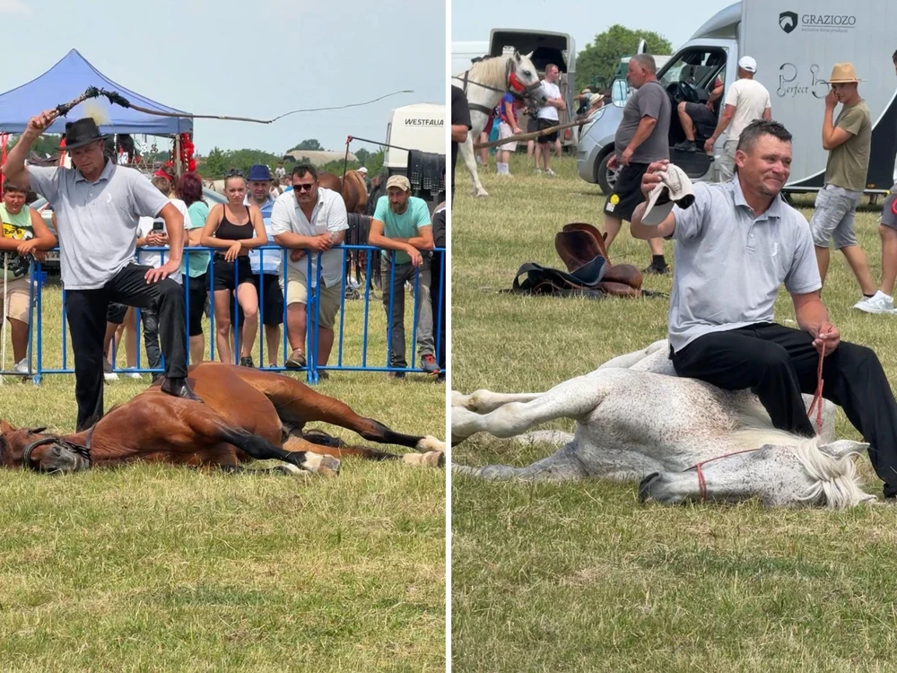 Imagini revoltătoare la un târg de cai din Satu Mare: bărbat filmat în timp ce își chinuie animalele