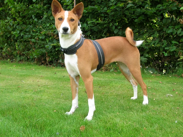 Rase de câini care nu latră: Basenji