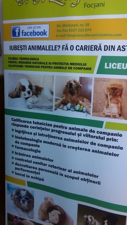 danciu