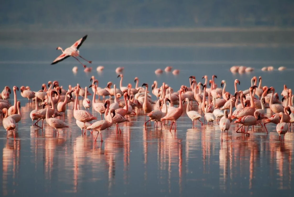 Păsările flamingo își schimbă culoarea penajului în funcție de dietă