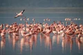 flamingo jpeg