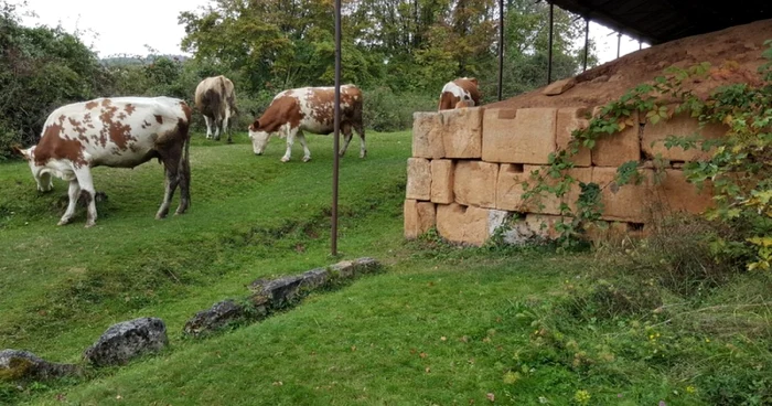 cetatea costesti foto daniel guta adevarul