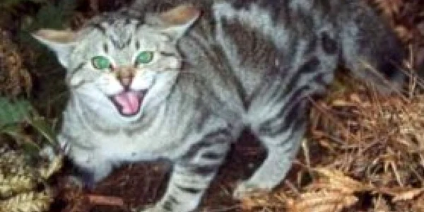 Cazul de rabie a fost confirmat la o pisică