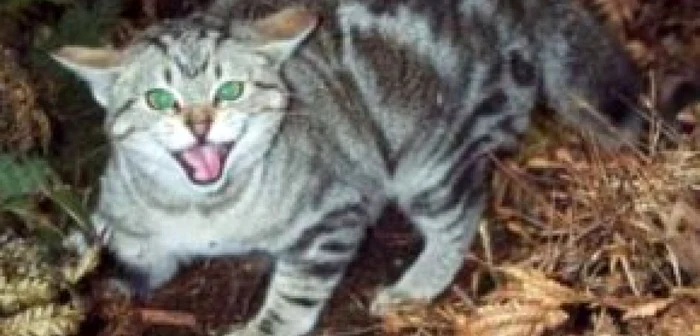 Cazul de rabie a fost confirmat la o pisică