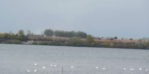 Oaspeţii de iarnă pleacă în martie şi sunt ocrotiţi de lege