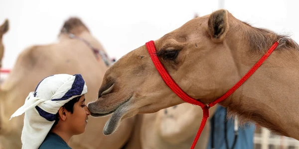 Un copil  îşi apropie nasul de faţa unei cămilă în timpul festivalului Mazayin Dhafra Camel în deşertul din apropierea oraşului Madinat Zayed în Abu Dhabi Emiratele Arabe Unite FOTO AFP Karim Sahib