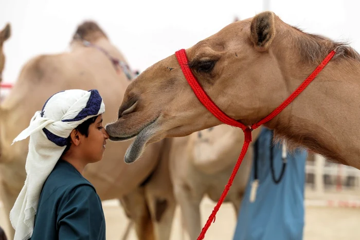 Un copil îşi apropie nasul de faţa unei cămilă în timpul festivalului Mazayin Dhafra Camel în deşertul din apropierea oraşului Madinat Zayed în Abu Dhabi Emiratele Arabe Unite FOTO AFP Karim Sahib