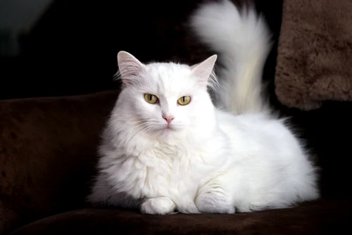 Angora jpg