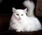 Angora jpg