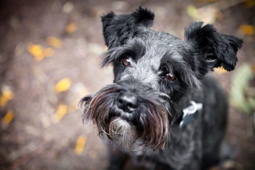 08 dog breeds schnauzer jpg jpeg